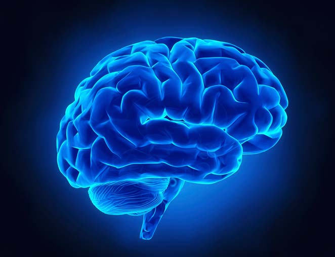 Here is how brain responds to trauma?