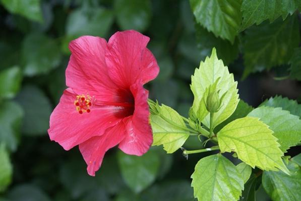 health benefits of Hibiscus leaves