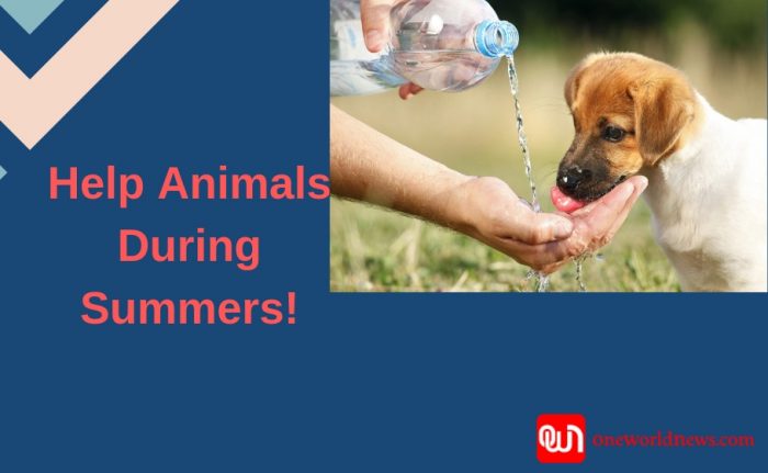 Scorching Heat: How to help Stray animals?