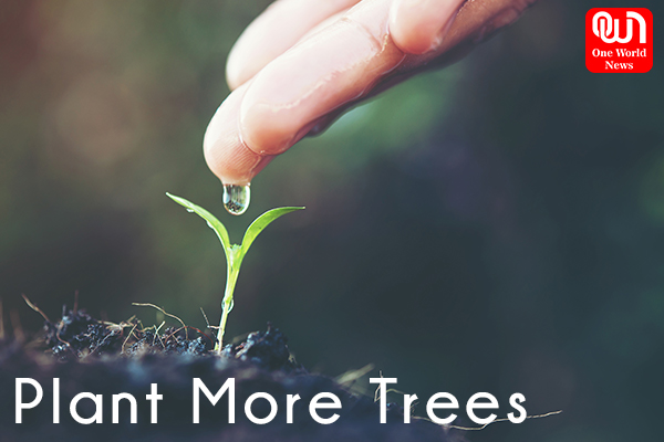 Plant more trees