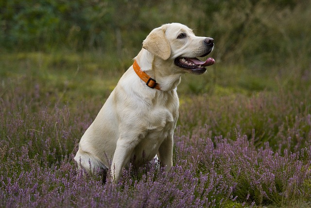 Labrador