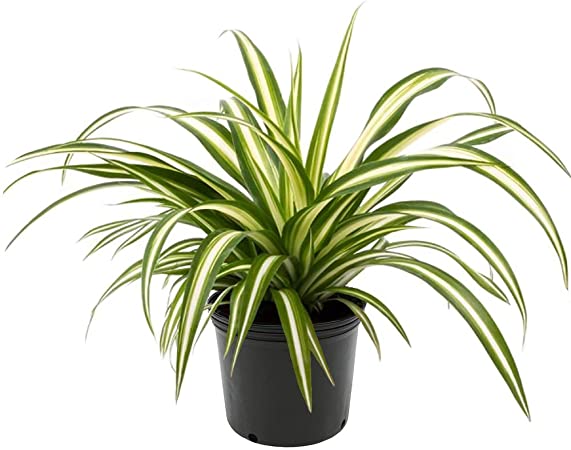 spider plant