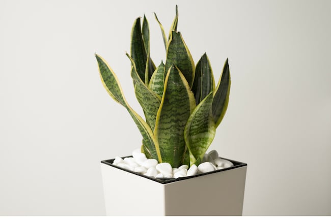 Snake Plant