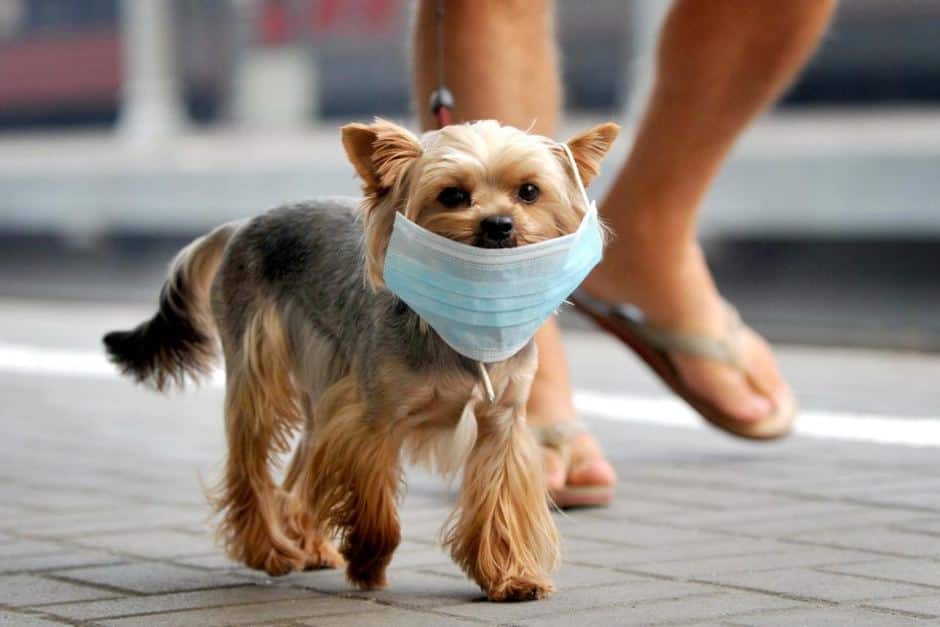 dog with mask