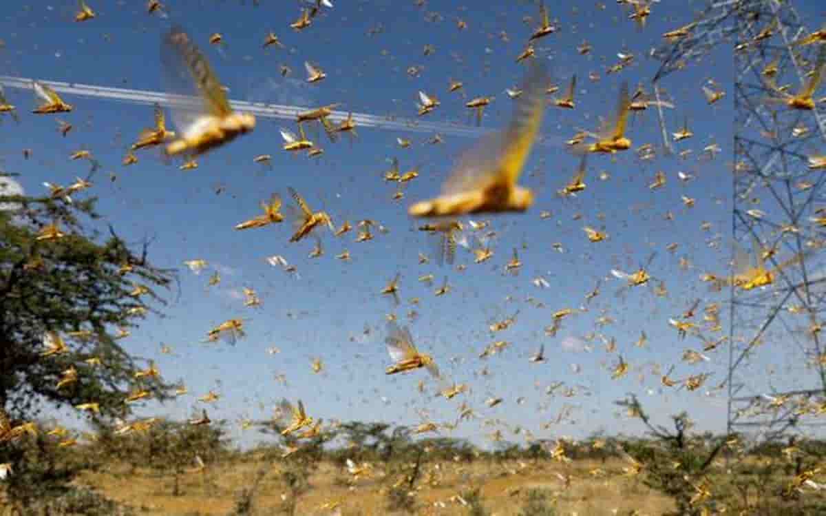 locusts in india