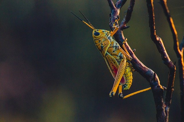 how locusts came to india