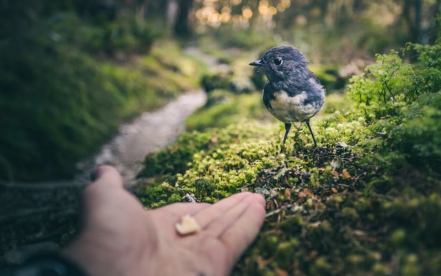 bird photography