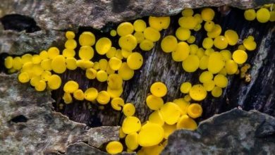 Yellow Fungus