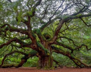 Unusual Trees
