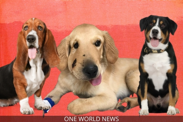 International Dog Day 2021