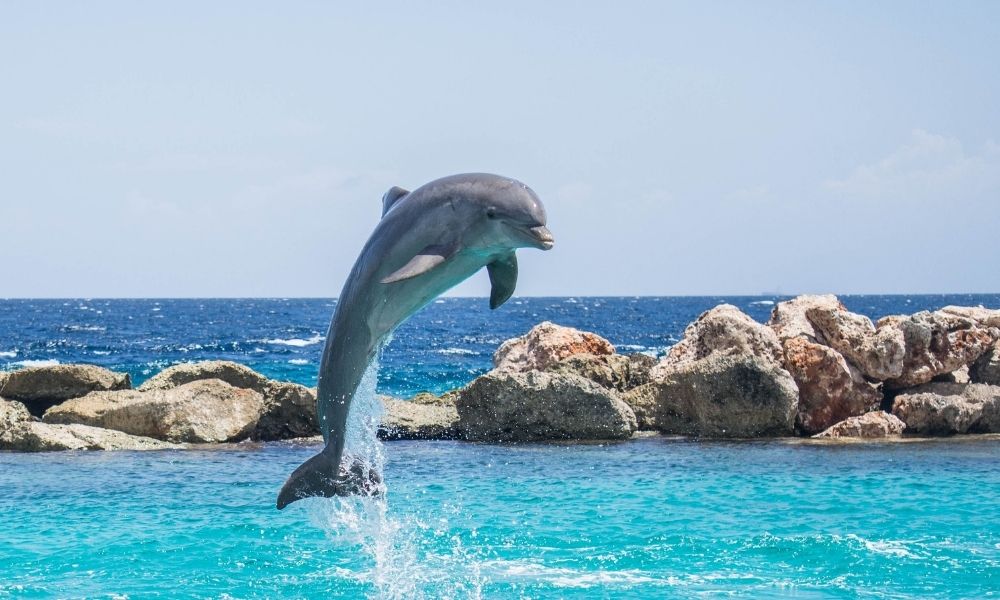 Enjoy Breakfast with the Dolphins