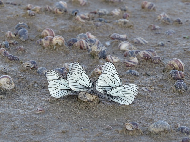 Butterfly Beach