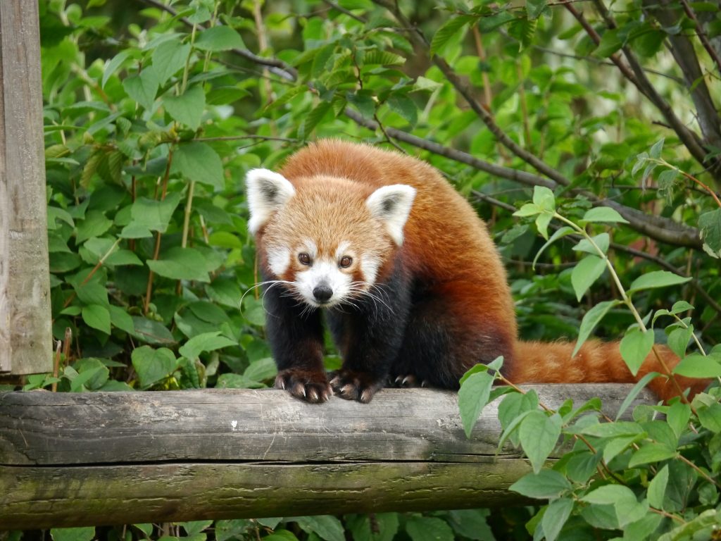 International Red Panda Day