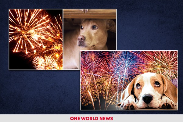 Diwali 2022: Make this Diwali a happy time for animals!