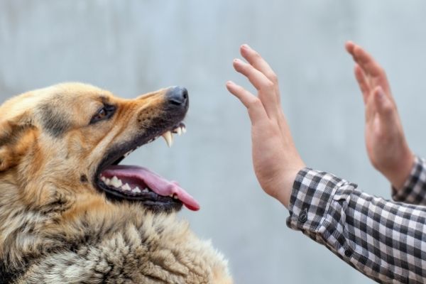 Dogs can detect cancer 