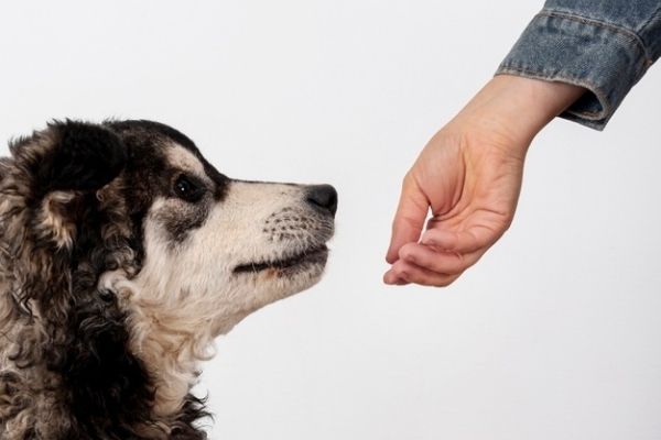 Dogs can detect cancer
