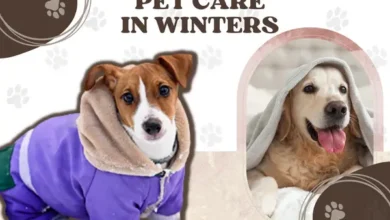 Winter Pet Care Tips
