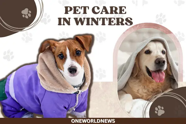 Winter Pet Care Tips