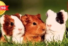 Top 10 pet guinea pig breeds