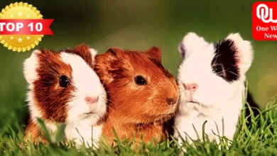 Top 10 pet guinea pig breeds