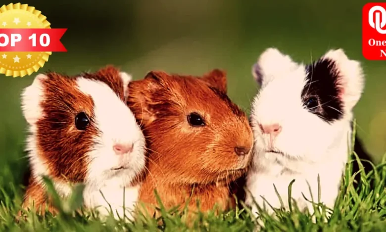 Top 10 pet guinea pig breeds