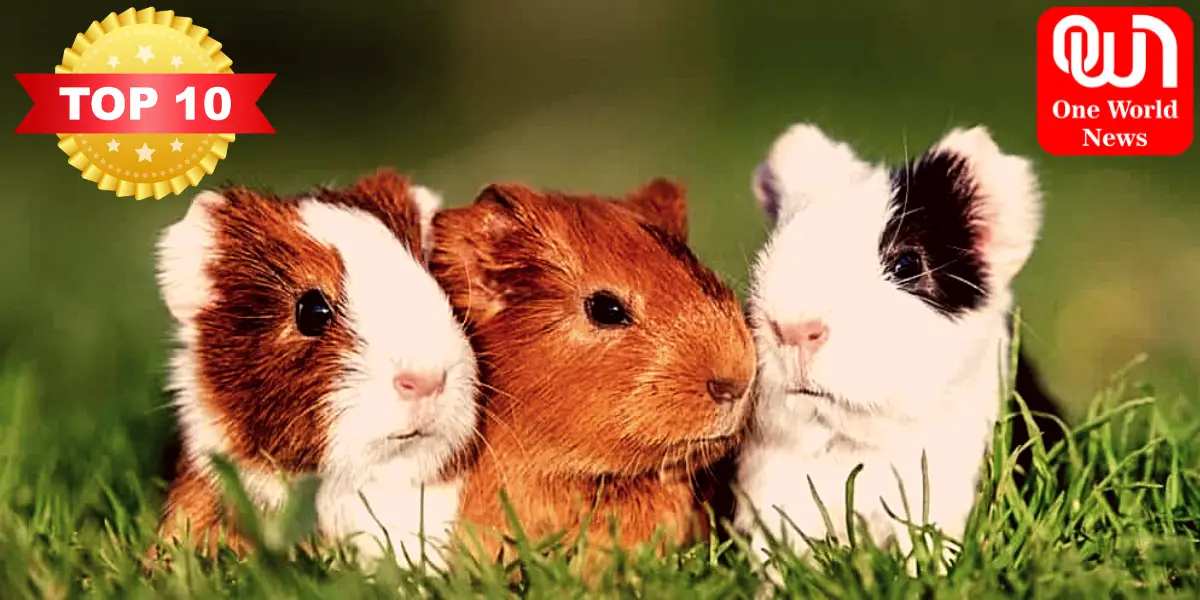 Top 10 pet guinea pig breeds