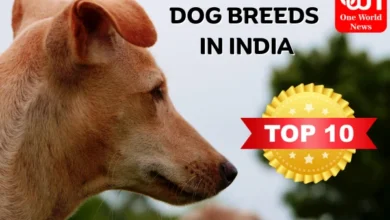 Top 10 Dog Breeds in India
