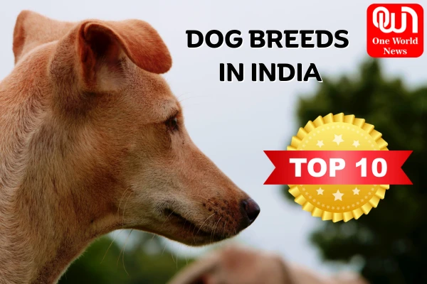 Top 10 Dog Breeds in India