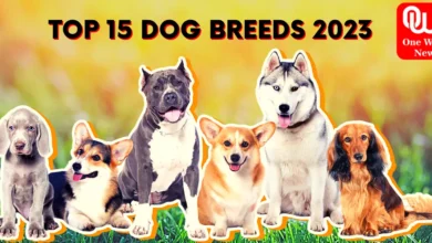 Top 15 Dog Breeds in India 2023