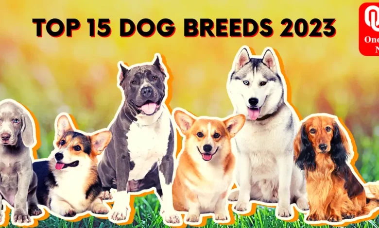 Top 15 Dog Breeds in India 2023