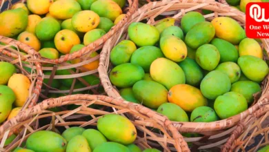 mangoes