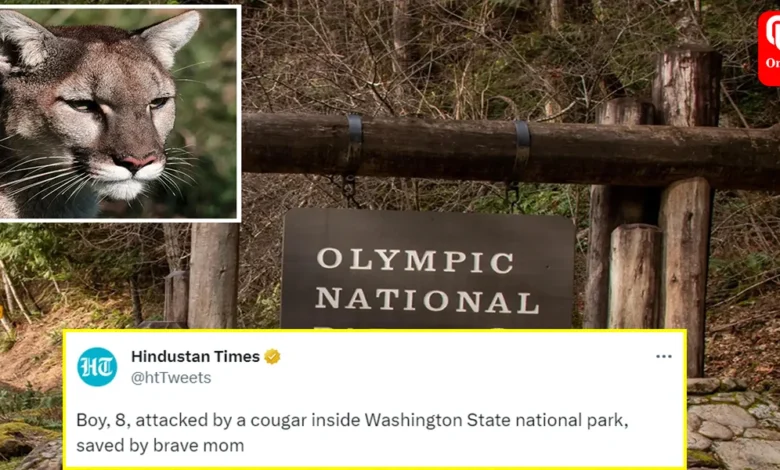 An Eight-year-old Boy Survives Cougar Attack, Saved by Mom