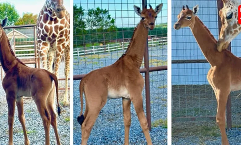 USA zoo welcomes an extremely rare spotless giraffe