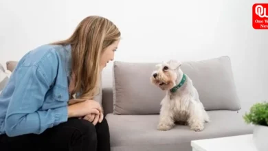 Pet parent shares 6 things that helped her dog deal with separation anxiety