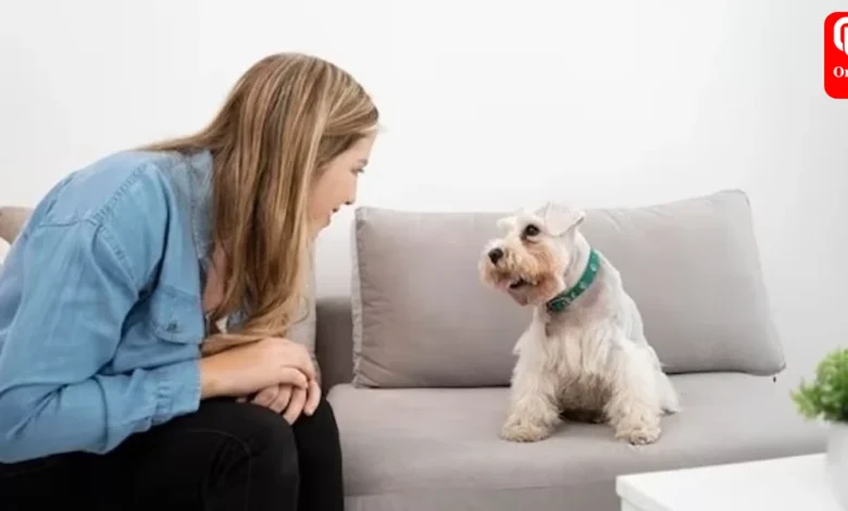 Pet parent shares 6 things that helped her dog deal with separation anxiety