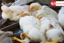 France Launches Bird Flu Vaccination