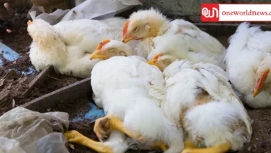 France Launches Bird Flu Vaccination