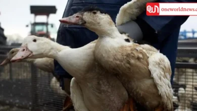 france, duck flu