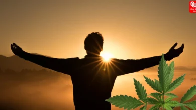 Cannabis Medicine