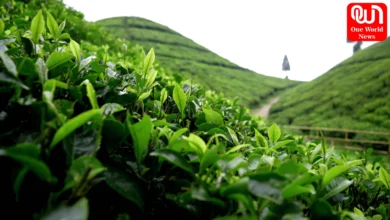 Darjeeling Hills