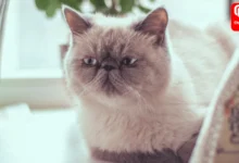 Cat Breeds