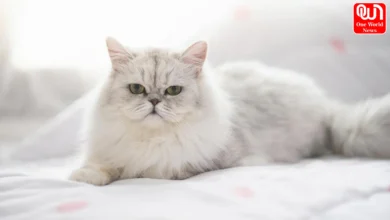 cat Breeds in India