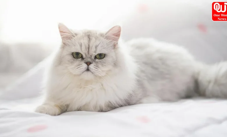 cat Breeds in India