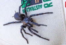 world's most poisonous spider