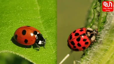 ladybugs and lady beetles