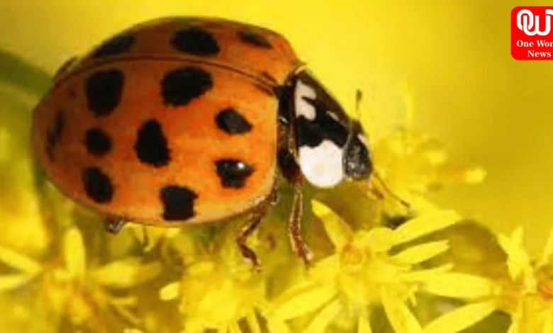 Why are there so many ladybugs