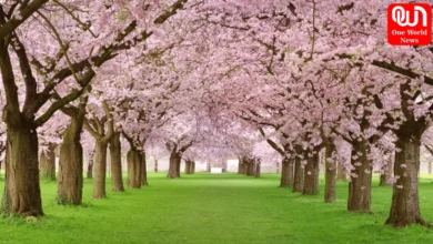 Cherry Blossoms In India