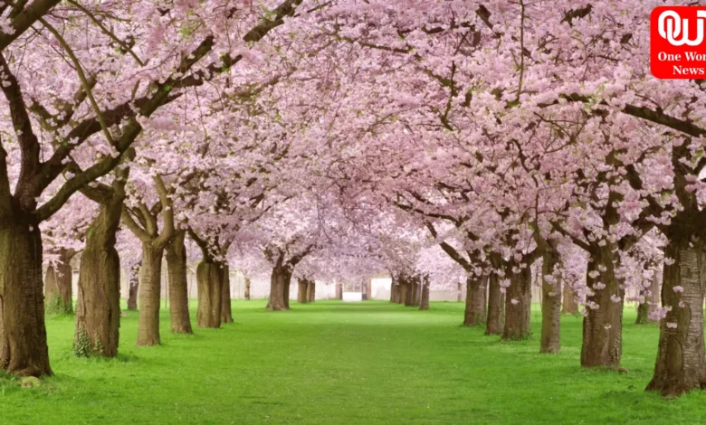 Cherry Blossoms In India