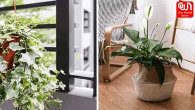 Best Indoor Plants