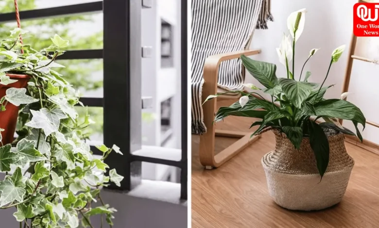 Best Indoor Plants